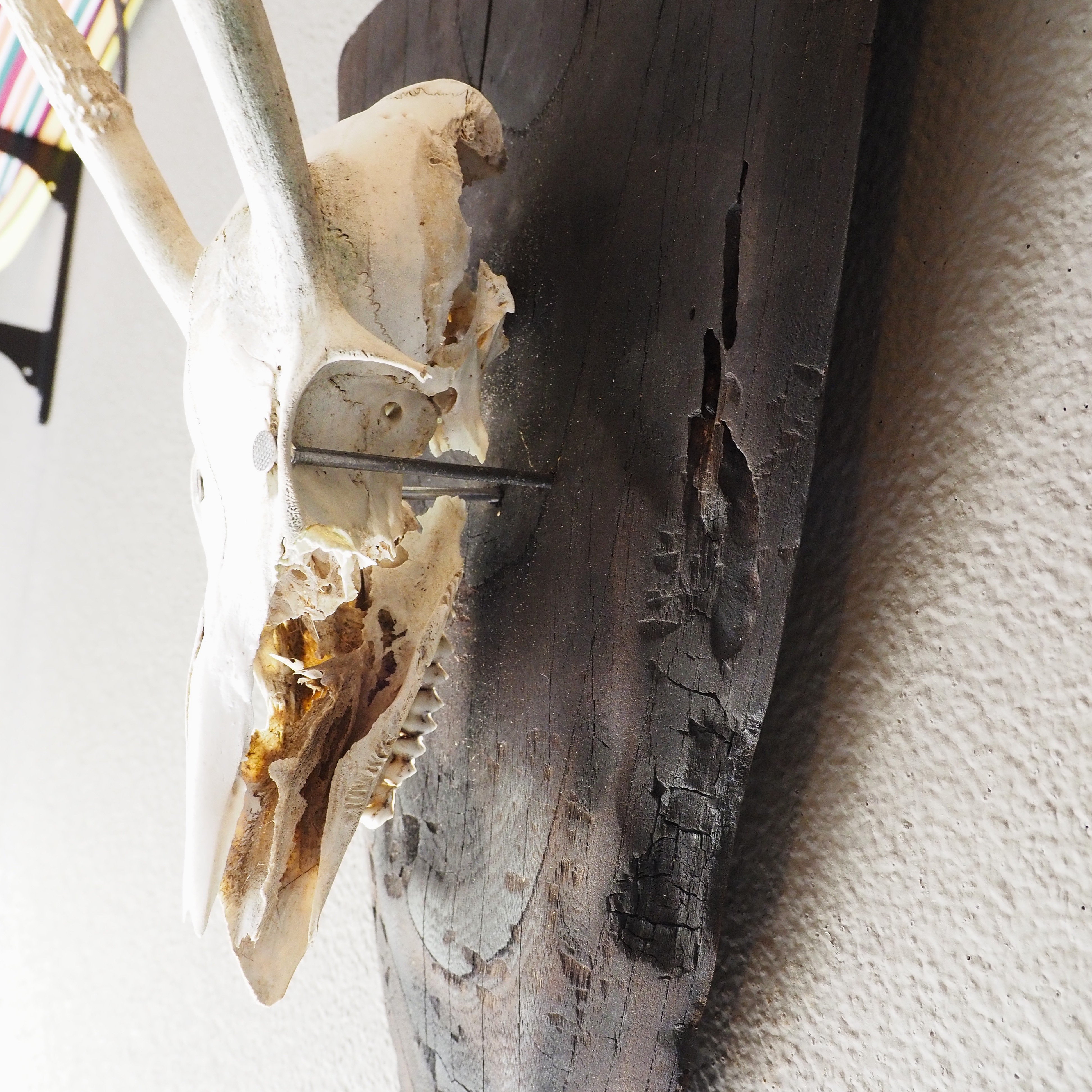 鹿の頭蓋骨の壁掛け飾り スカルオブジェ【燃えた古材の台座】