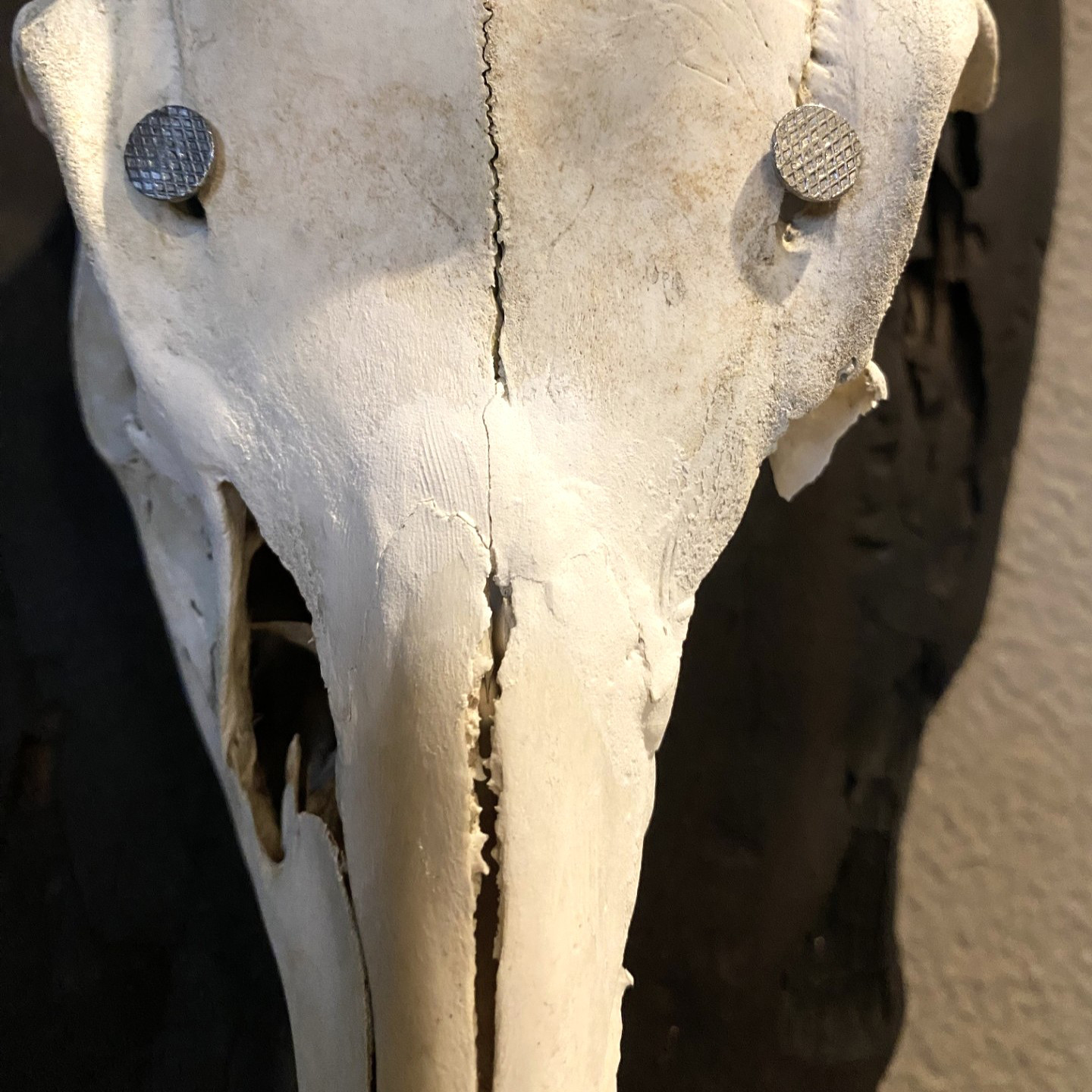 鹿の頭蓋骨の壁掛け飾り スカルオブジェ【燃えた古材の台座】