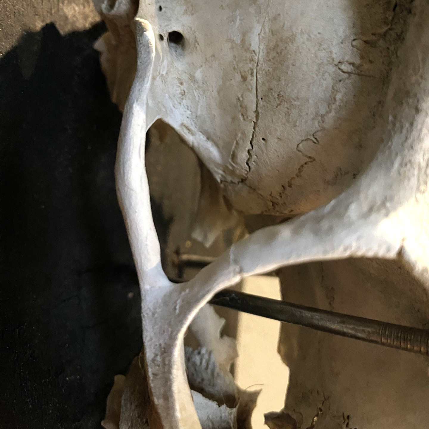 鹿の頭蓋骨の壁掛け飾り スカルオブジェ【燃えた古材の台座】