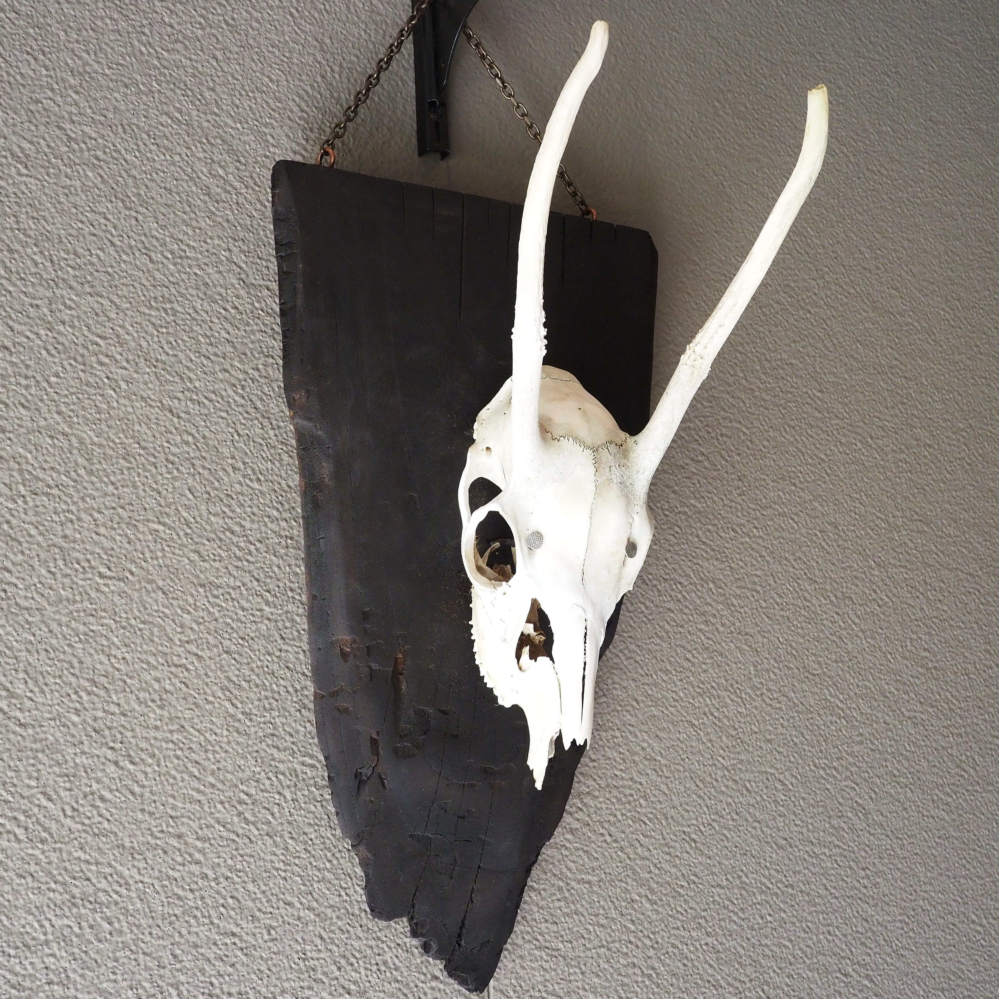 鹿の頭蓋骨の壁掛け飾り スカルオブジェ【燃えた古材の台座】