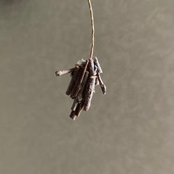 9878.bud ミノムシ 2枚目の画像