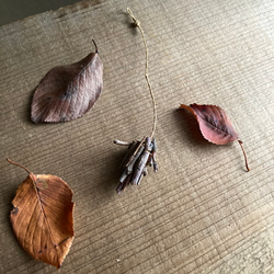 9878.bud ミノムシ 4枚目の画像