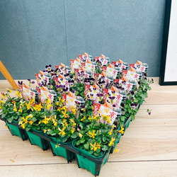 ［現品］【希少】☆数量限定☆ 1番　創樹　オリーブ　セントキャサリン　8号　屋外 現品］【希少】91番 創樹 オリーブ セントキャサリン 8号 観葉