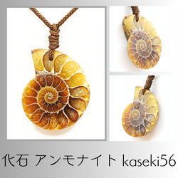 アンモナイト　約32cm CHHAYA - Ammonite（アンモナイト）