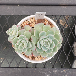 多肉植物　女雛　抜き苗 多肉植物 エケベリア 女雛錦 抜き苗 斑入り その他インテリア雑貨