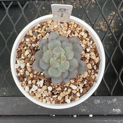 多肉植物 エケベリア 女雛錦 抜き苗 斑入り その他インテリア雑貨