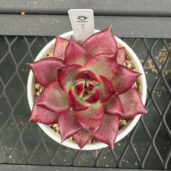 多肉植物 エケベリア ルナレン 抜き苗 その他インテリア雑貨 MUSUBU