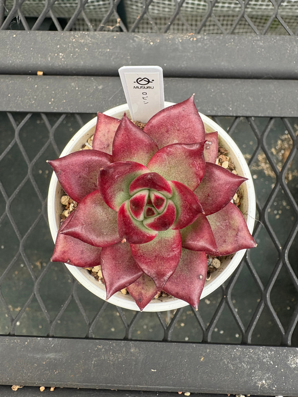 多肉植物 エケベリア ロビン 抜き苗 その他インテリア雑貨 MUSUBU 通販