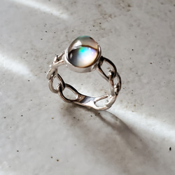 コノフィツム ピクツラツム CKF-2 種子 10粒 多肉植物 GummyBlue 通販