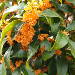 どんぐり（クヌギ・コナラ） その他素材 金木犀ドライフラワー増量中