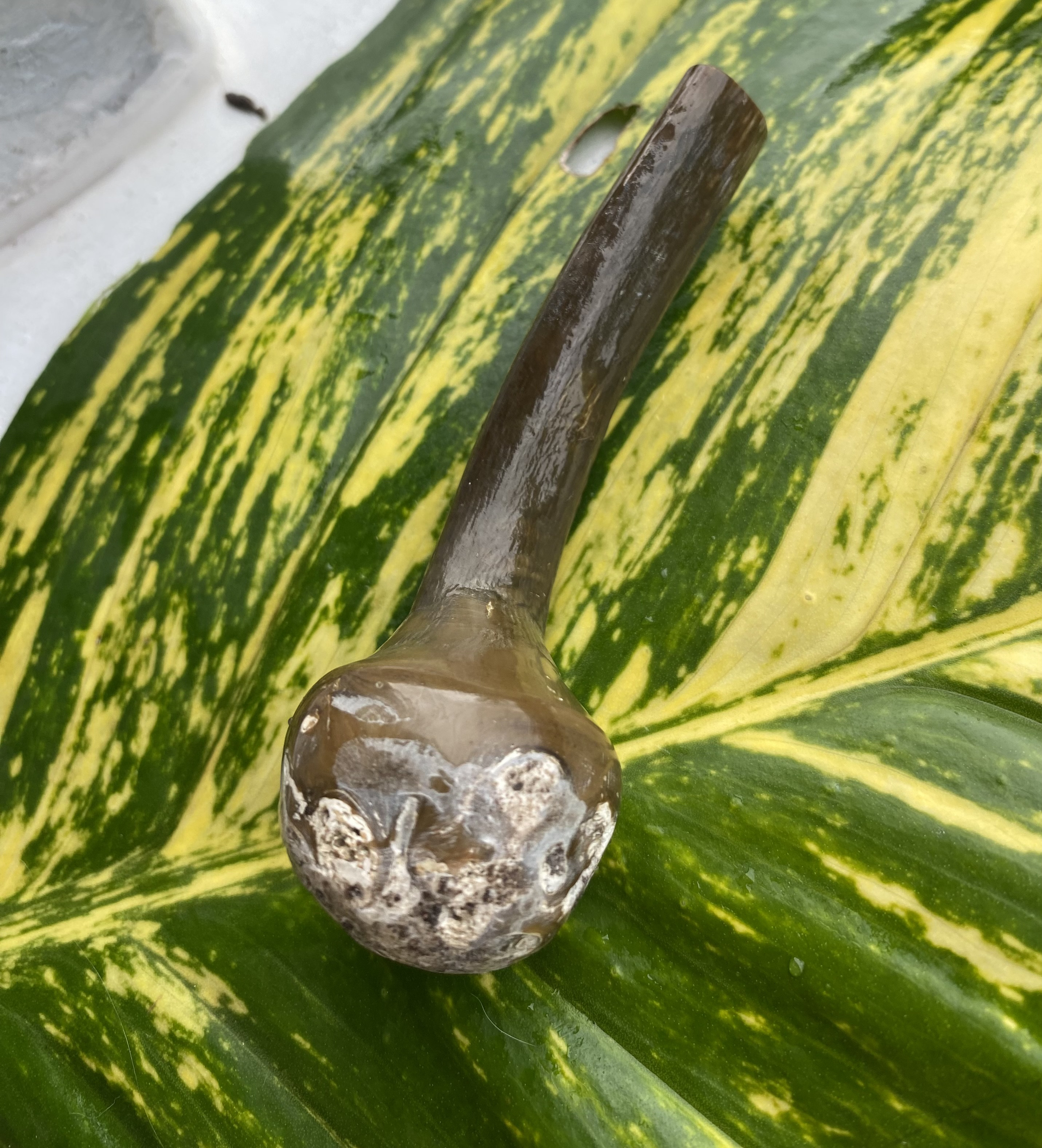 【鑑賞用インドネシア産グリーンウリ（２５ーA）