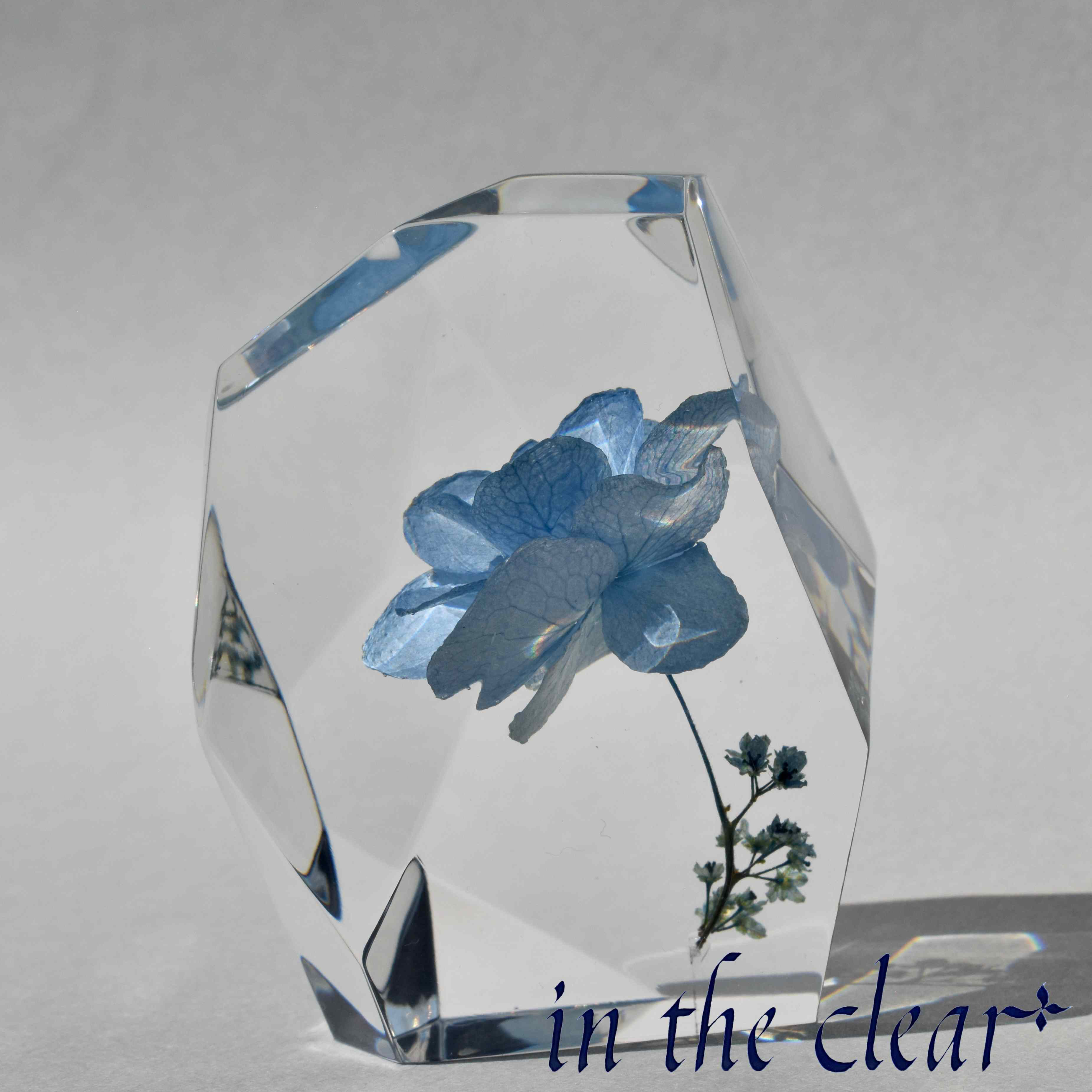 植物標本　紫陽花　水色　鉱石型