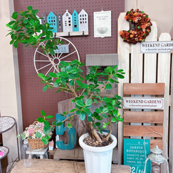 再販ラスト♡【毎年楽しめる可愛い春の寄せ植え！】ステキなミニ