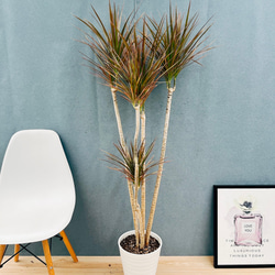 希少 斑入 トックリラン ノリナ ポニーテール ノリナ・ミニ（トックリラン）ポニーテール | グリーンギャラリー