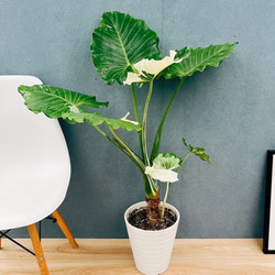 現品］【希少】ウスバザミア 8号 メキシコソテツ 蘇轍 観葉植物 室内