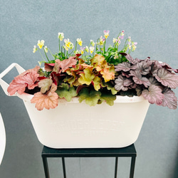 現品 アロエ ラモシシマ 2番 根上がり 幹上がり 多肉植物 レア 観葉