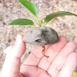 発見!マンドラゴラ 2枚目の画像