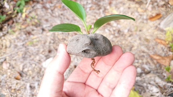 発見!マンドラゴラ 2枚目の画像