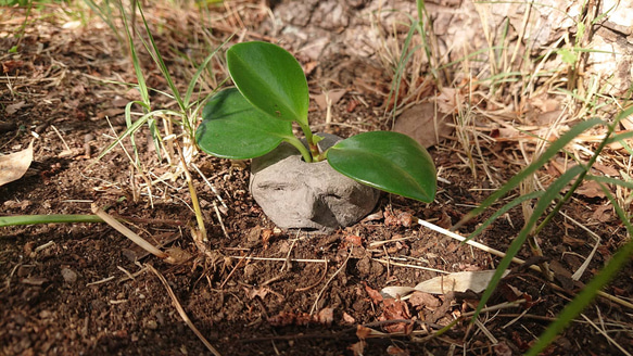 発見!マンドラゴラ 1枚目の画像