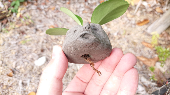 発見!マンドラゴラ 3枚目の画像