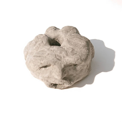 発見!マンドラゴラ 6枚目の画像