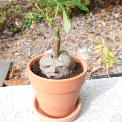 発見!マンドラゴラ 5枚目の画像