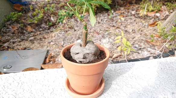 発見!マンドラゴラ 5枚目の画像