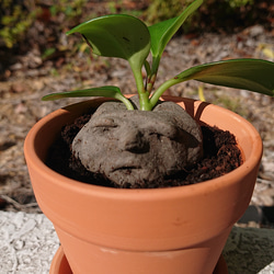 発見!マンドラゴラ 4枚目の画像