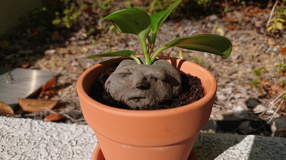 発見!マンドラゴラ 4枚目の画像