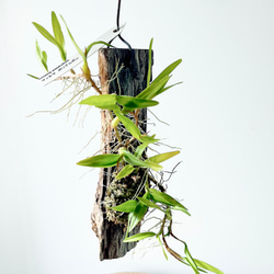 Premium Plants】エバーフレッシュ ネムノキ 観葉植物 大型 c その他