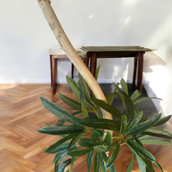 光触媒　人工観葉植物　ウォールグリーン　フェイクグリーン　シェフレラアンガス12 4枚目の画像