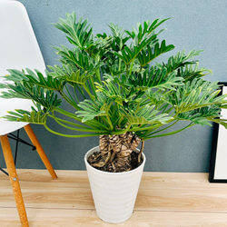 現品］【希少】ドラセナ コンパクタ 綴化 石化 観葉植物 室内 ミニ