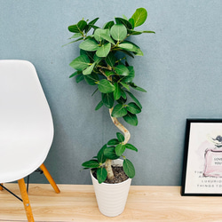 現品］10番 八丈島産 モンステラ デリシオーサ 幹上がり 7号 観葉植物