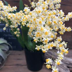 MIX植♡黒法師♡アエオニウム♡ロゼット状の多肉植物 アートフラワー