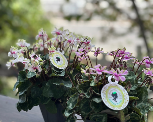 八重咲ガーデンシクラメン「グリーンティアラ」 その他素材 Comu