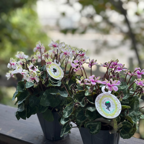 八重咲ガーデンシクラメン「グリーンティアラ」 その他素材 Comu