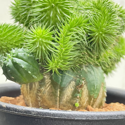 ユーフォルビア・オベサ×青虫ジャラン｜多肉植物 接木仕立て 個性派グリーン 6枚目の画像