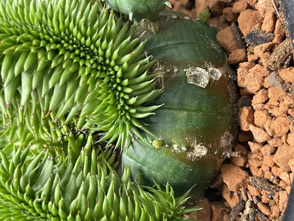 ユーフォルビア・オベサ×青虫ジャラン｜多肉植物 接木仕立て 個性派グリーン 4枚目の画像