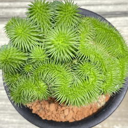 ユーフォルビア・オベサ×青虫ジャラン｜多肉植物 接木仕立て 個性派グリーン 7枚目の画像