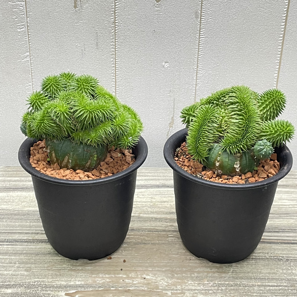 ユーフォルビア・オベサ×青虫ジャラン｜多肉植物 接木仕立て 個性派グリーン 9枚目の画像