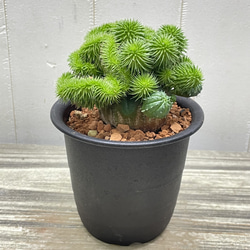 ユーフォルビア・オベサ×青虫ジャラン｜多肉植物 接木仕立て 個性派グリーン 1枚目の画像