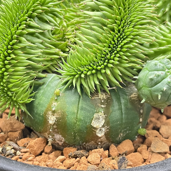 ユーフォルビア・オベサ×青虫ジャラン｜多肉植物 接木仕立て 個性派グリーン 5枚目の画像