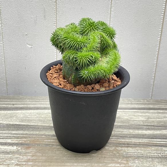 ユーフォルビア・オベサ×青虫ジャラン｜多肉植物 接木仕立て 個性派グリーン 2枚目の画像