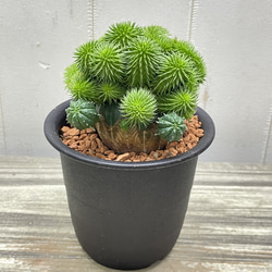 ユーフォルビア・オベサ×青虫ジャラン｜多肉植物 接木仕立て 個性派グリーン 3枚目の画像