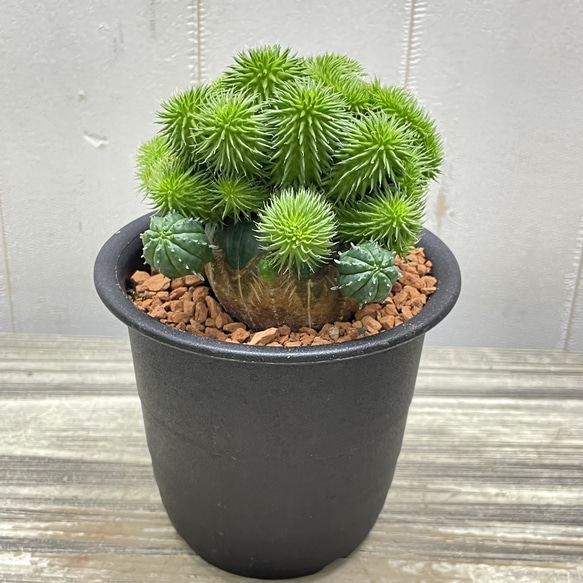 ユーフォルビア・オベサ×青虫ジャラン｜多肉植物 接木仕立て 個性派グリーン 3枚目の画像