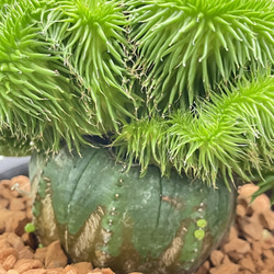 ユーフォルビア・オベサ×青虫ジャラン｜多肉植物 接木仕立て 個性派グリーン 8枚目の画像