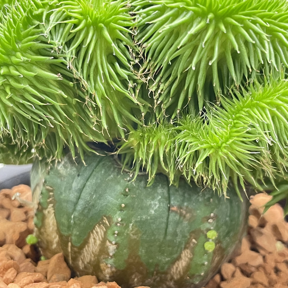 ユーフォルビア・オベサ×青虫ジャラン｜多肉植物 接木仕立て 個性派グリーン 8枚目の画像