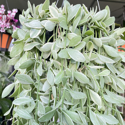 超ロング100cm ディスキディア シュガーエメラルド 吊り鉢 希少大株 ハンギンググリーン 9枚目の画像