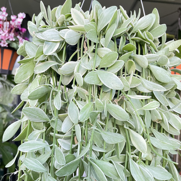 超ロング100cm ディスキディア シュガーエメラルド 吊り鉢 希少大株 ハンギンググリーン 9枚目の画像