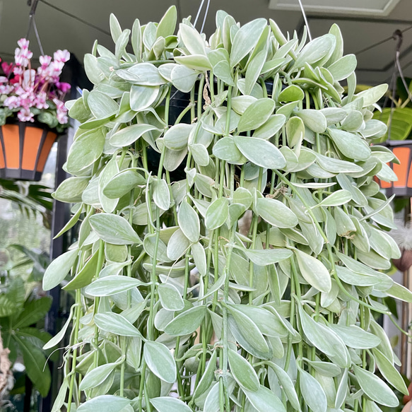 超ロング100cm ディスキディア シュガーエメラルド 吊り鉢 希少大株 ハンギンググリーン 3枚目の画像